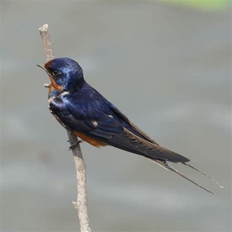 台灣燕子|家燕 Barn Swallow (Hirundo rustica) 